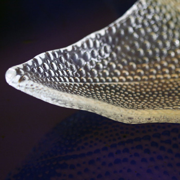 Avet Plato Estrella Mar Cerámica Diámetro 34,5 cm (4 Unidades) Colección Marina